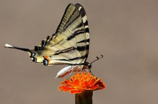 Erik Krlangkuyruk (Iphiclides podalirius)