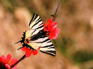 Erik Krlangkuyruk (Iphiclides podalirius)