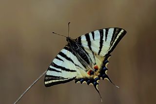 Erik Krlangkuyruk (Iphiclides podalirius)