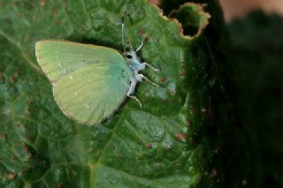 Nahvan Zmrt (Callophrys danchenkoi)