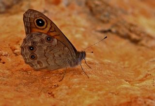 Esmerboncuk&nbsp;(Lasiommata&nbsp;maera)