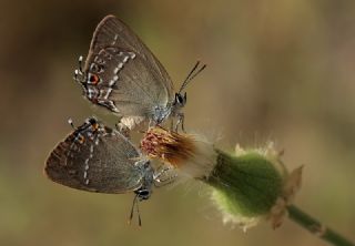 Minik Sevbeni (Satyrium acaciae)