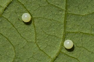 Kafkas Fistosu (Zerynthia caucasica)