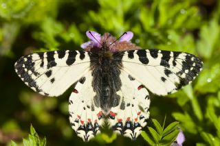 Kafkas Fistosu (Zerynthia caucasica)
