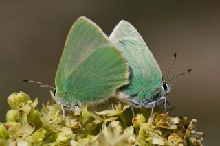 Nah��van Z�mr�t�&nbsp;(Callophrys&nbsp;danchenkoi)