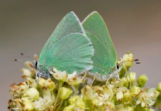 Nah��van Z�mr�t�&nbsp;(Callophrys&nbsp;danchenkoi)