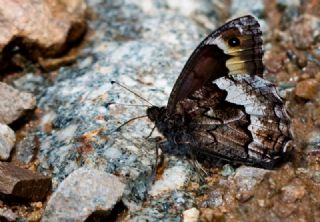 Byk Karamelek (Hipparchia syriaca)