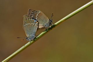 Minik Sevbeni (Satyrium acaciae)