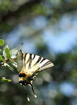 Erik Krlangkuyruk (Iphiclides podalirius)