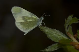 Doulu Narin Orman Beyaz (Leptidea duponcheli)