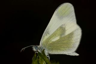 Doulu Narin Orman Beyaz (Leptidea duponcheli)