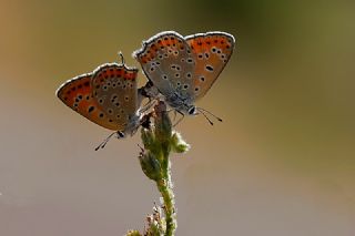 Kk Ate Gzeli (Lycaena thersamon)