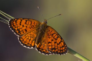 T�rkistan �parhan�&nbsp;(Melitaea&nbsp;arduinna)