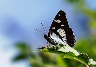 Akdeniz Hanmeli Kelebei (Limenitis reducta)