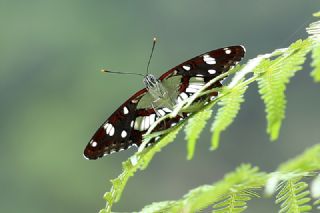 Akdeniz Hanmeli Kelebei (Limenitis reducta)