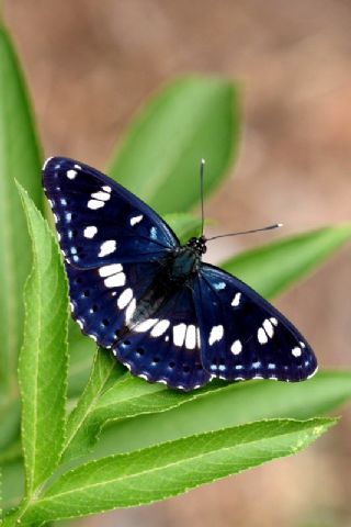 Akdeniz Hanmeli Kelebei (Limenitis reducta)