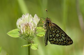 Beyaz Benekli Zpzp (Heteropterus morpheus)