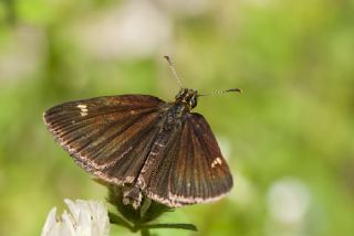 Beyaz Benekli Zpzp (Heteropterus morpheus)