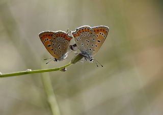 Kk Ate Gzeli (Lycaena thersamon)