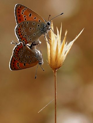 Kk Ate Gzeli (Lycaena thersamon)