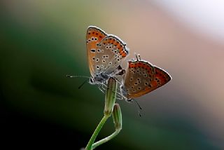 Kk Ate Gzeli (Lycaena thersamon)