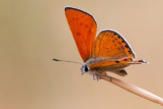 Kk Ate Gzeli (Lycaena thersamon)