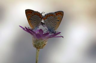 Kk Ate Gzeli (Lycaena thersamon)