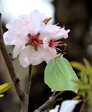 Orakkanat (Gonepteryx rhamni)
