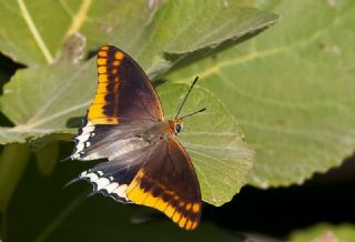 ift Kuyruklu Paa (Charaxes jasius )