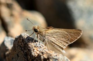 Nostrodamus (Gegenes nostrodamus )