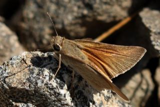 Nostrodamus (Gegenes nostrodamus )