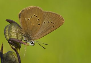 Esmer Korubeni (Phengaris nausithous)