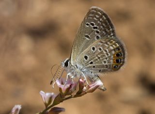 Mcevher Kelebei (Chilades trochylus)