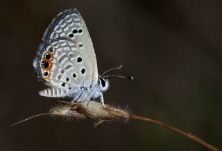 Mcevher Kelebei (Chilades trochylus)