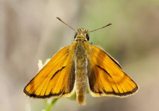 Sar Antenli Zpzp (Thymelicus sylvestris)