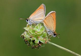 Sar Antenli Zpzp (Thymelicus sylvestris)