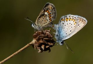 �das Mavisi, Esmerg�z&nbsp;(Plebejus&nbsp;idas)