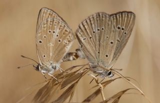 Anormal �okg�zl�&nbsp;(Polyommatus&nbsp;admetus)