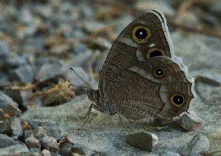 Beyaz Bandl� Karamelek&nbsp;(Hipparchia&nbsp;parisatis)