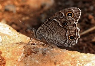Beyaz Bandl� Karamelek&nbsp;(Hipparchia&nbsp;parisatis)