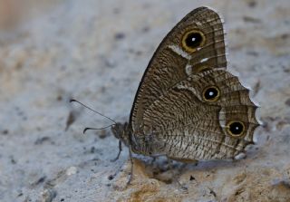 Beyaz Bandl Karamelek (Hipparchia parisatis)