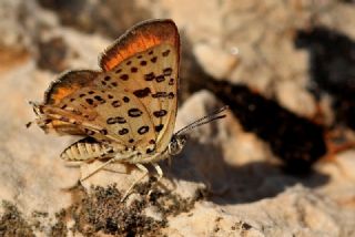 Akdeniz �eytanc���&nbsp;(Cigaritis&nbsp;cilissa)