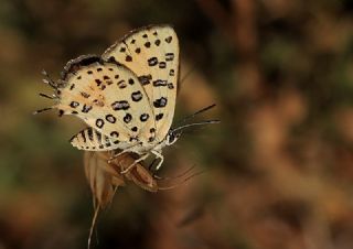 Akdeniz �eytanc���&nbsp;(Cigaritis&nbsp;cilissa)