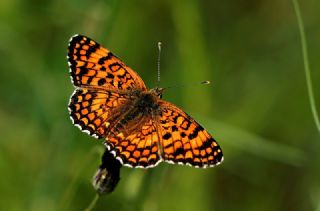 Benekli Byk parhan (Melitaea phoebe)