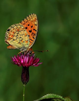 Niyobe (Fabriciana niobe)