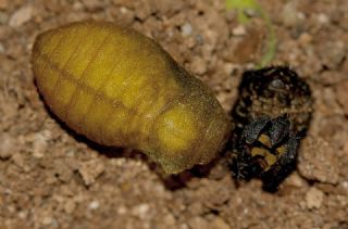 Yalanc Apollo (Archon apollinus)