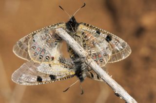 Yalanc� Apollo&nbsp;(Archon&nbsp;apollinus)
