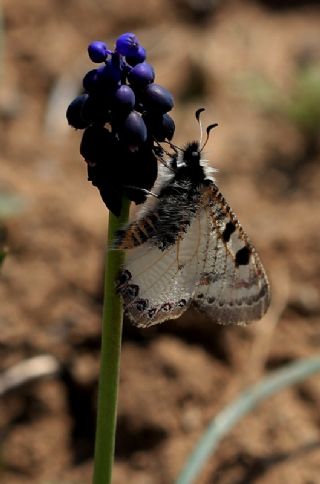 Yalanc Apollo (Archon apollinus)