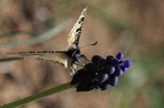 Yalanc Apollo (Archon apollinus)