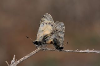 Yalanc Apollo (Archon apollinus)
